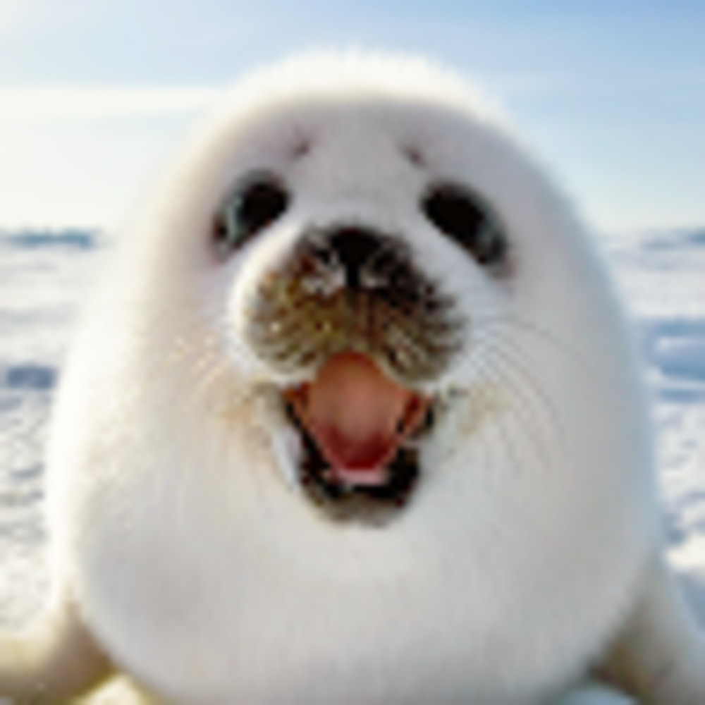 Meet your Posher, Kaalyn